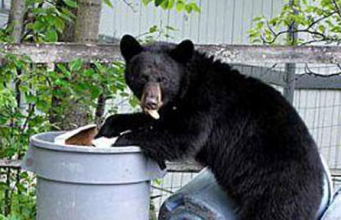 Fight Cravings Don’t Feed the Bear – 5 Episode Series