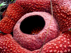 The Three Ps – Patience, Perseverance and Practice