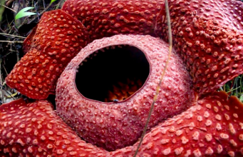 The Three Ps – Patience, Perseverance and Practice